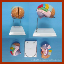 Tamanho da Natureza Modelo do cérebro humano (2 peças)